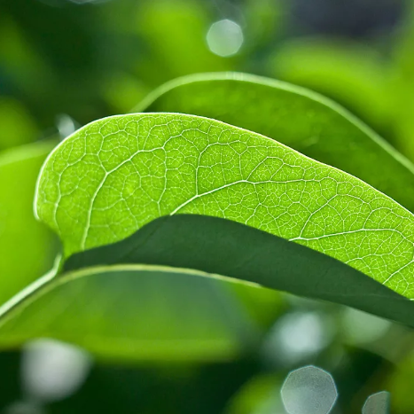 Сингапурские ученые успешно использовали искусственный фотосинтез для получения этилена
